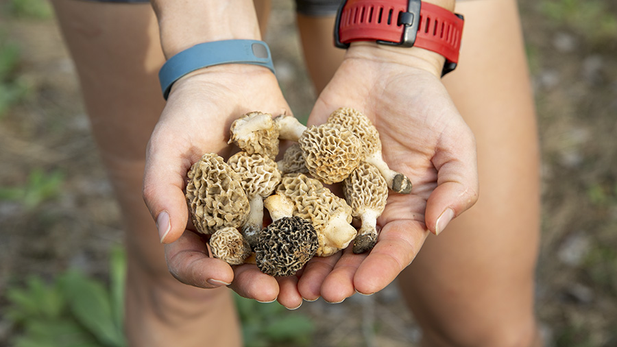 Mushroom hunting