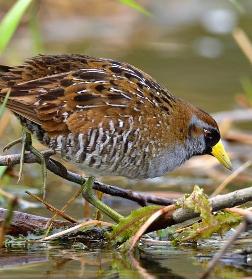 Sora bird in a wetland