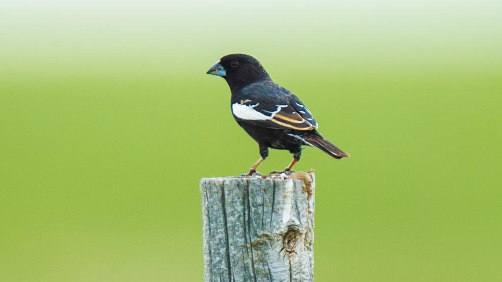 Lark Bunting sitting on a post at Fort Robinson State Park