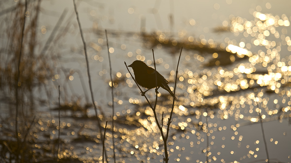 Ponca bird migration