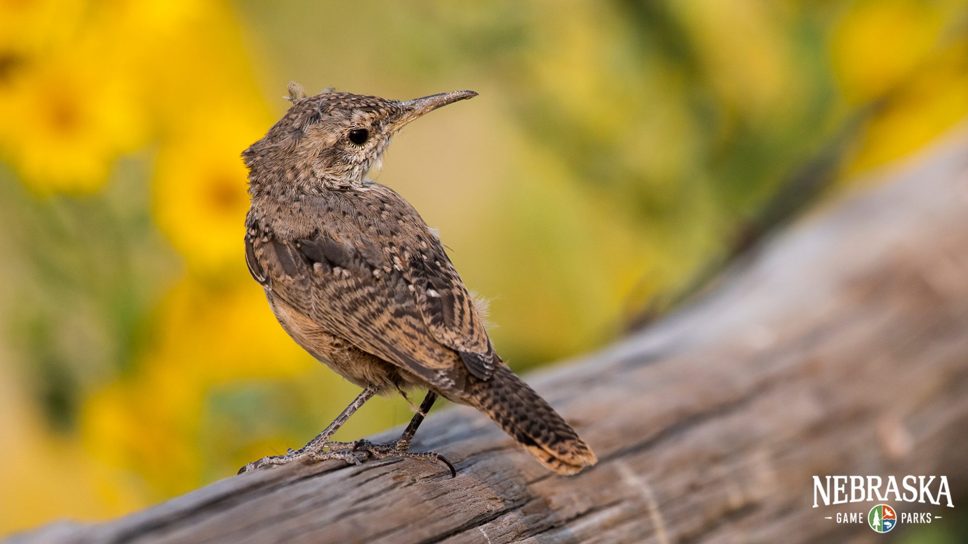 Science of…Keystone Species  Outdoor Nebraska Nebraska Game and Parks  Outdoor Calendar