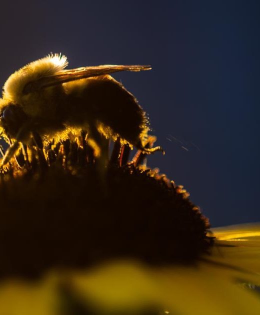 A bumblebee on a sunflower.