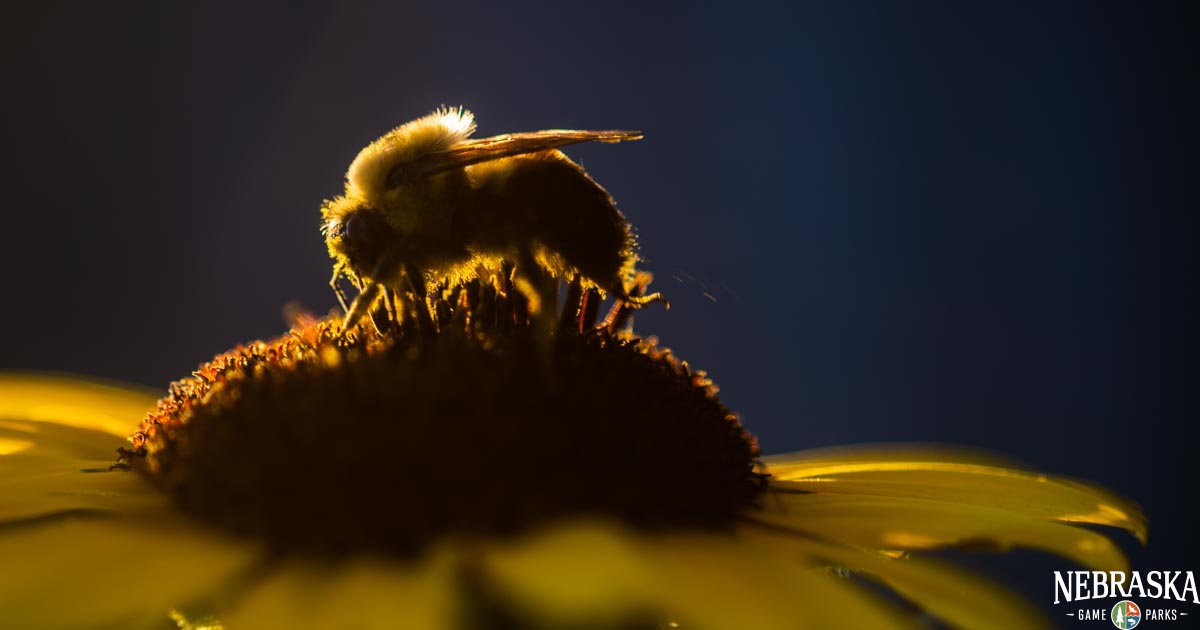 A bumblebee on a sunflower.