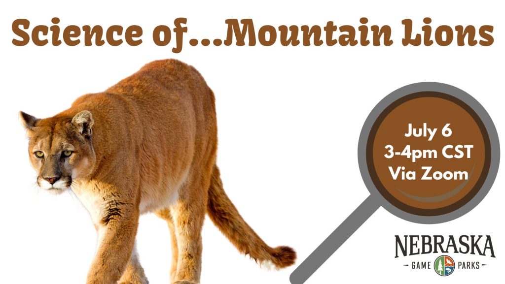 Science of…Mountain Lions | Outdoor Nebraska Nebraska Game and Parks