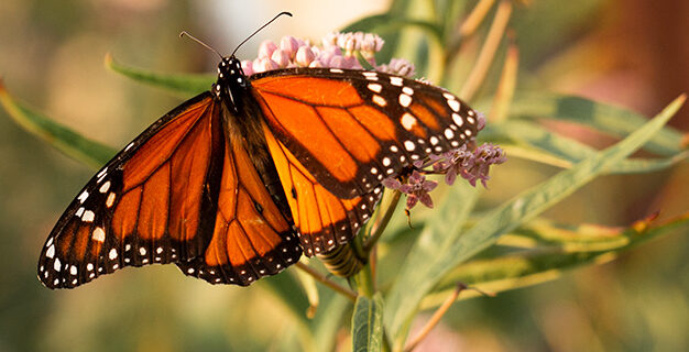 A monarch butterfly on milkweed.