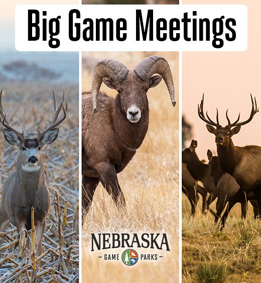 Big Game Meetings graphic with five big game species