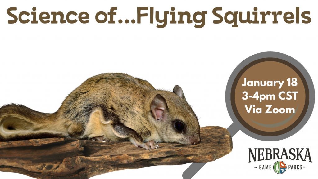 Science of…Flying Squirrels (Virtual Event) | Outdoor Nebraska Nebraska