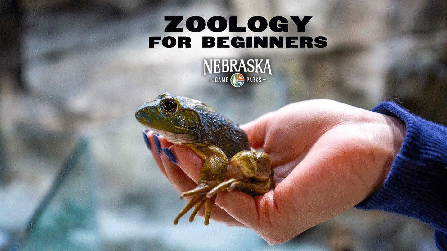 A hand holds a North American bullfrog.