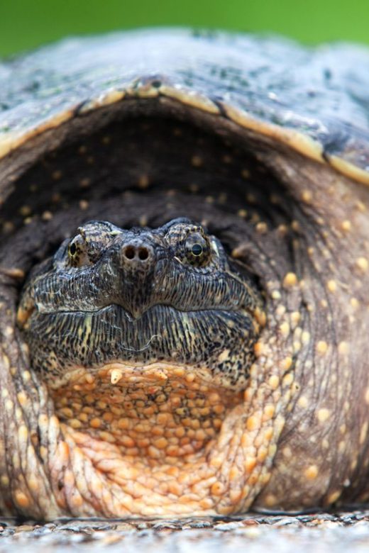 Close-up of a snapping turtle.
