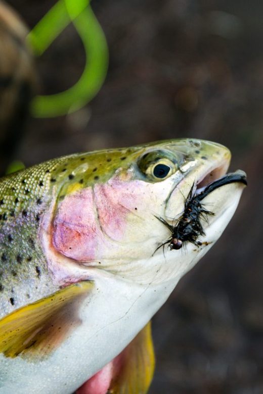 A hand holds a rainbow trout with a fly in its mouth.