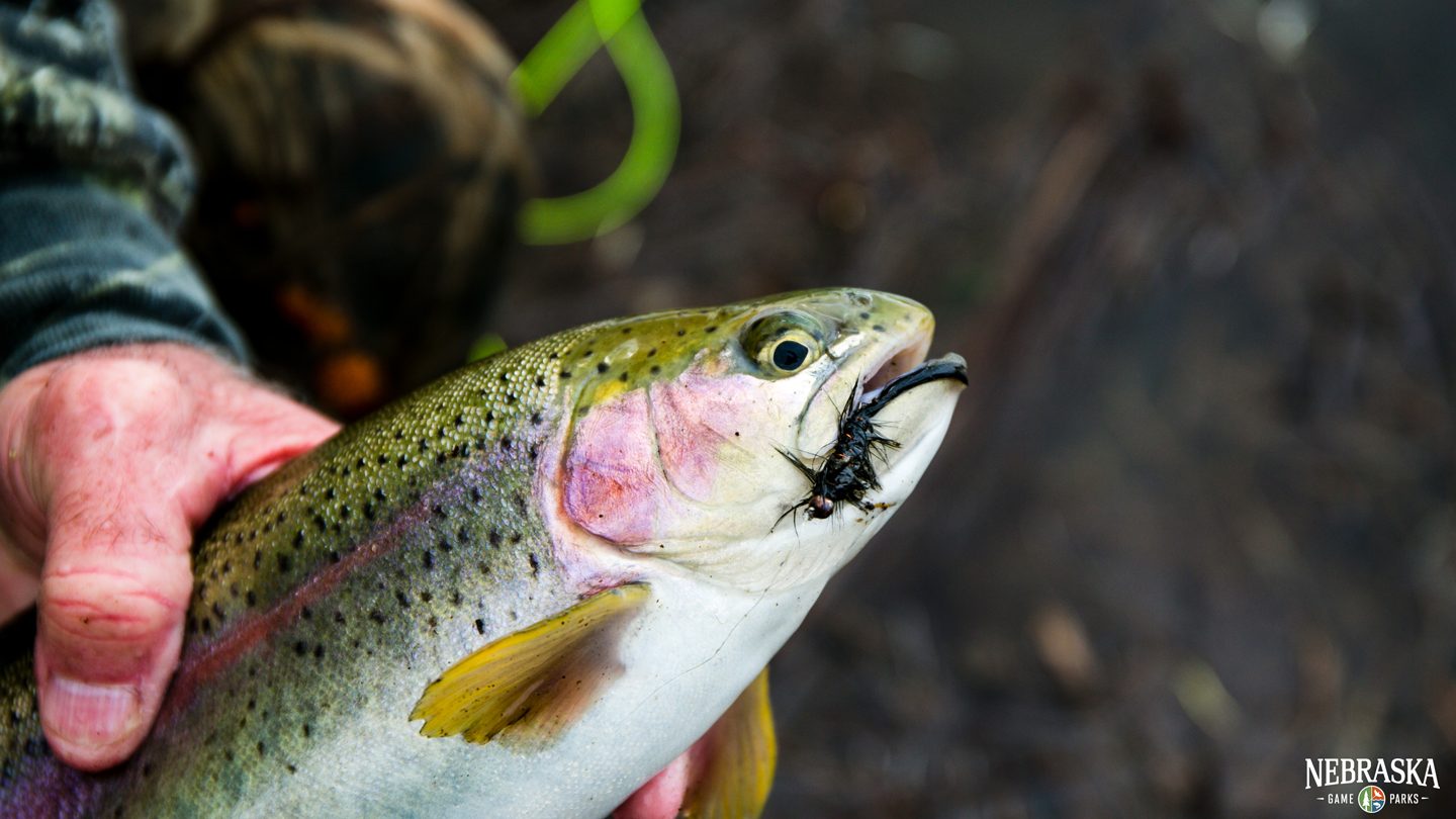 A hand holds a rainbow trout with a fly in its mouth.