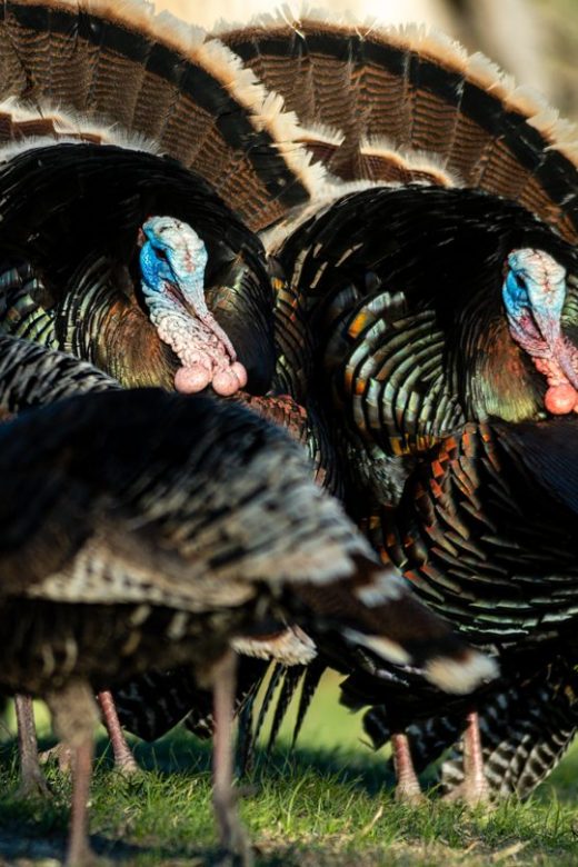 Four wild turkeys, including two toms and two hens, strutting outside.