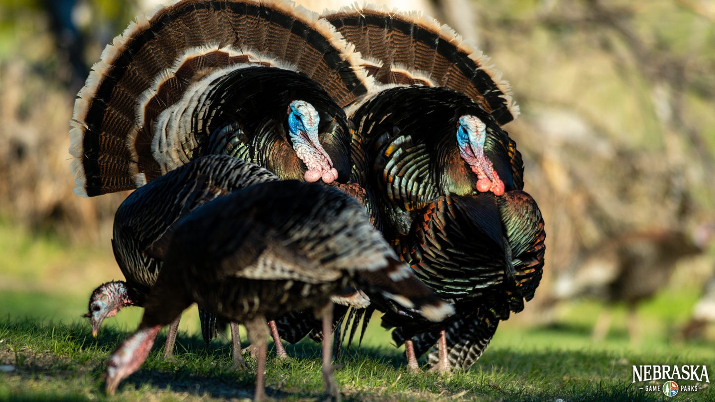 Four wild turkeys, including two toms and two hens, strutting outside.