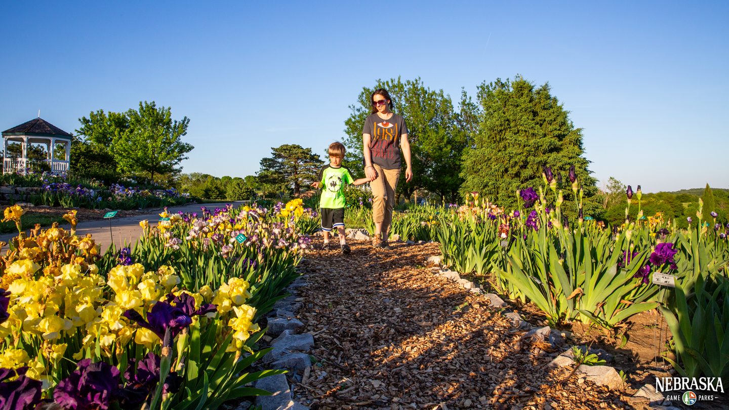 A mother and boy walk on a garden path along irises.