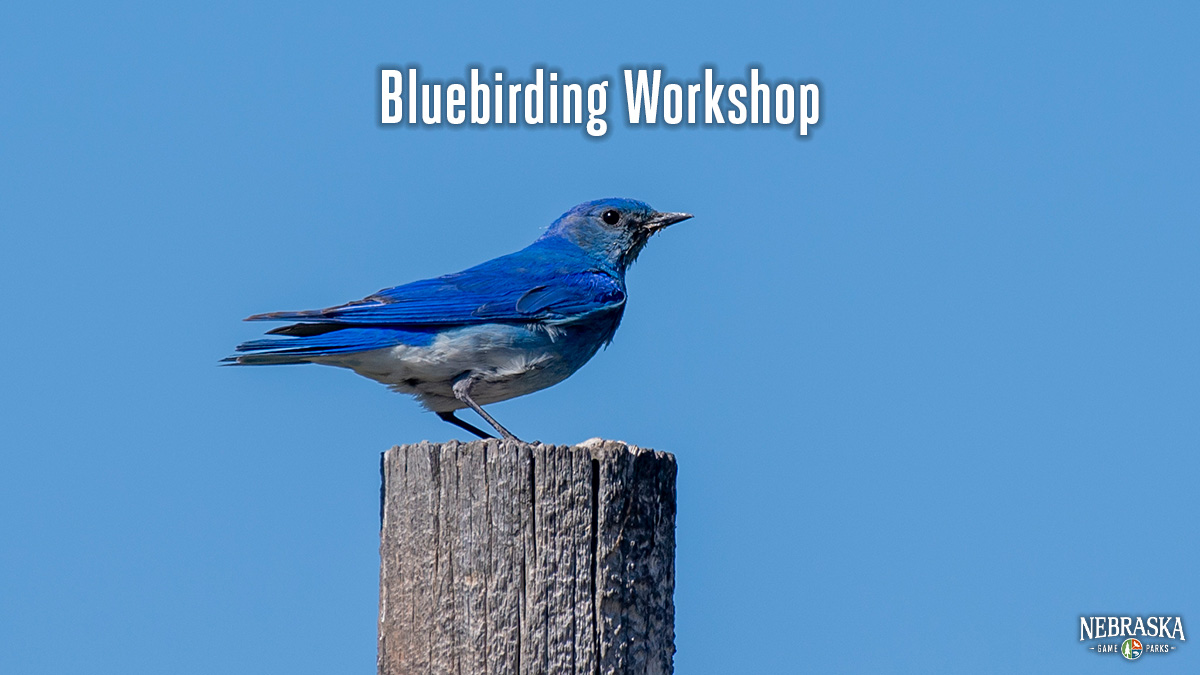 A bluebird sits on a fence post.