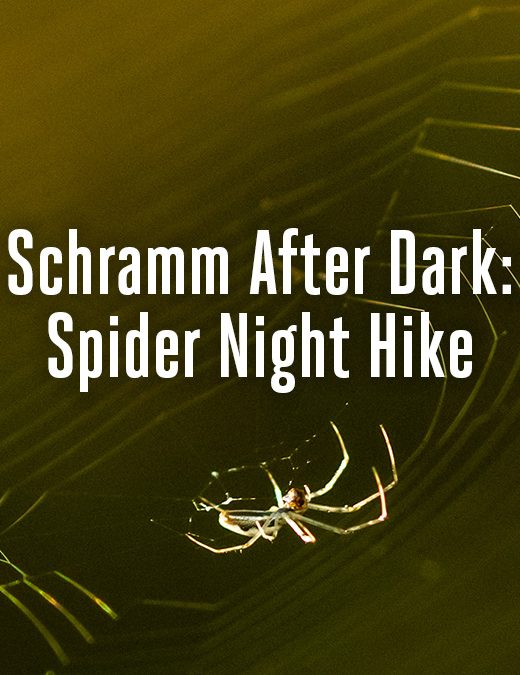 A spider weaves a web.