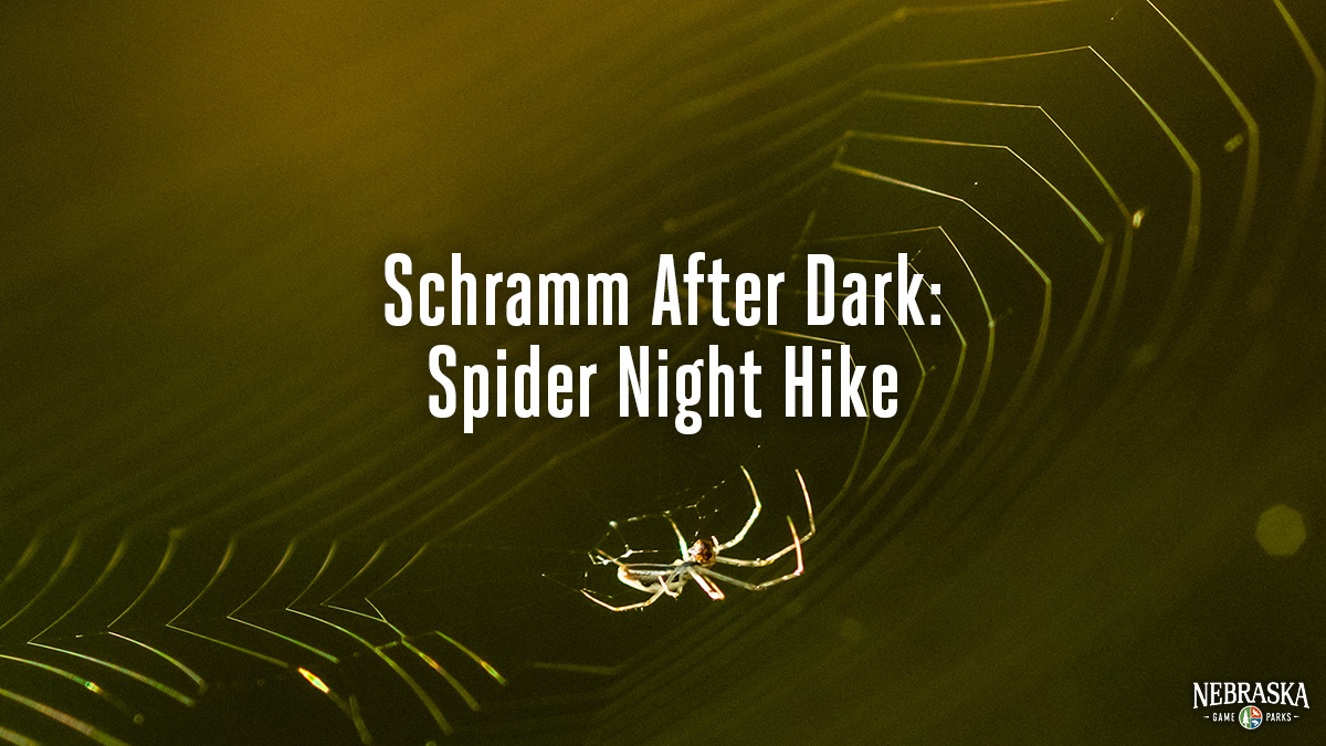 A spider weaves a web.