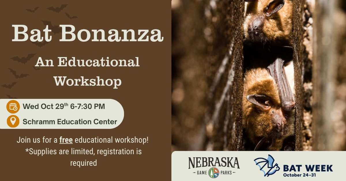 Graphic for a bat program during bat week.