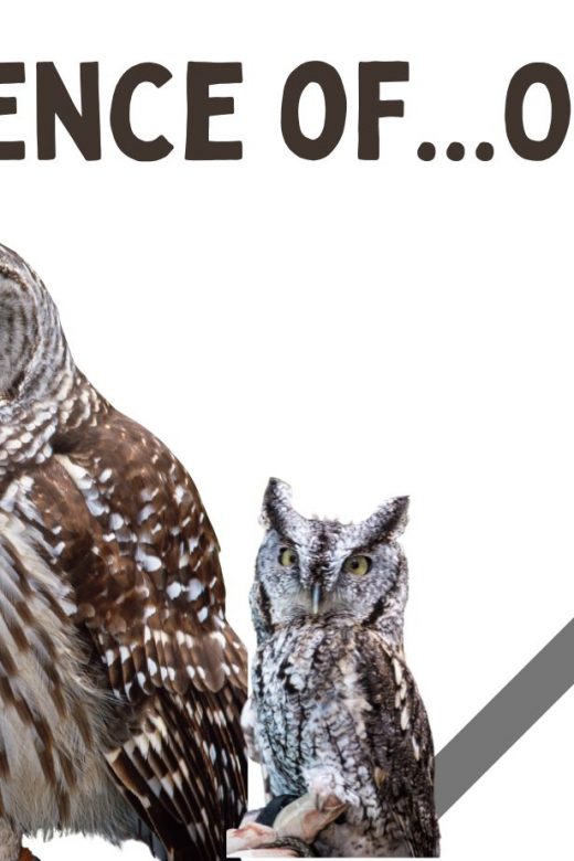 Graphic for the science of owls virtual event.