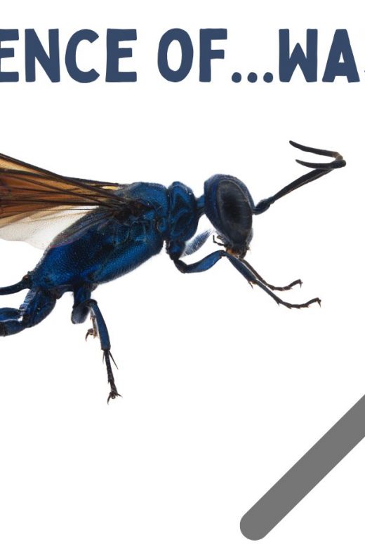 Graphic for the Science of Wasps virtual event.