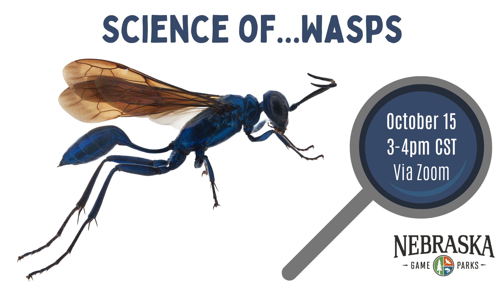 Graphic for the Science of Wasps virtual event.