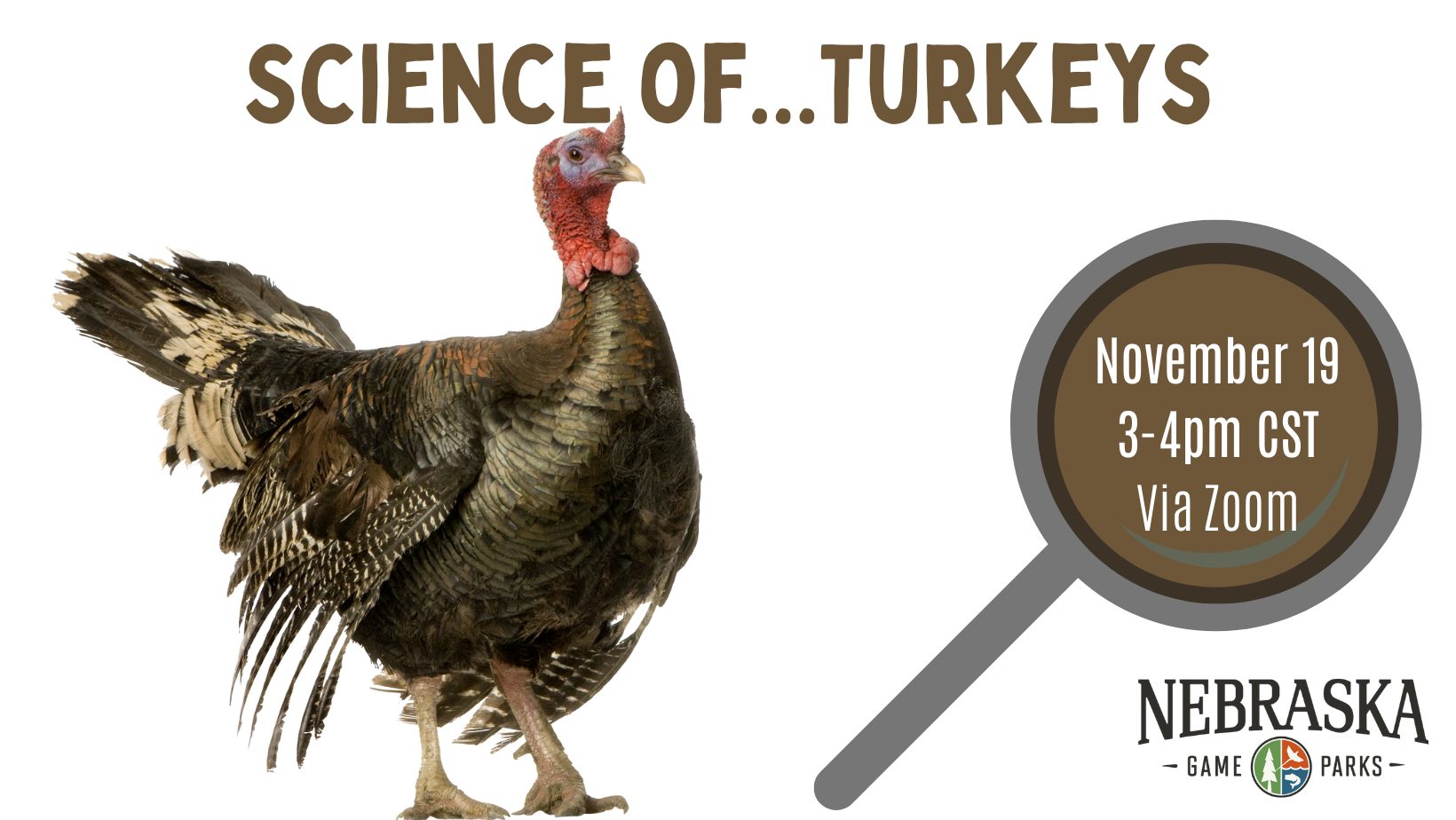 Graphic for the Science of Turkeys virtual event.