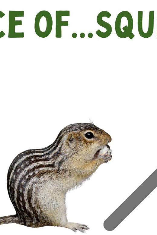 Graphic for the science of squirrels virtual event.