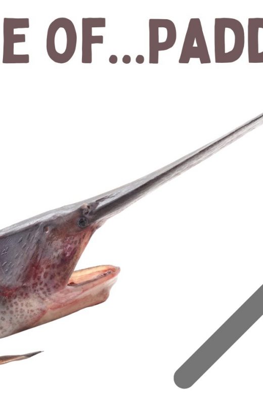 Graphic for the science of paddlefish virtual event.