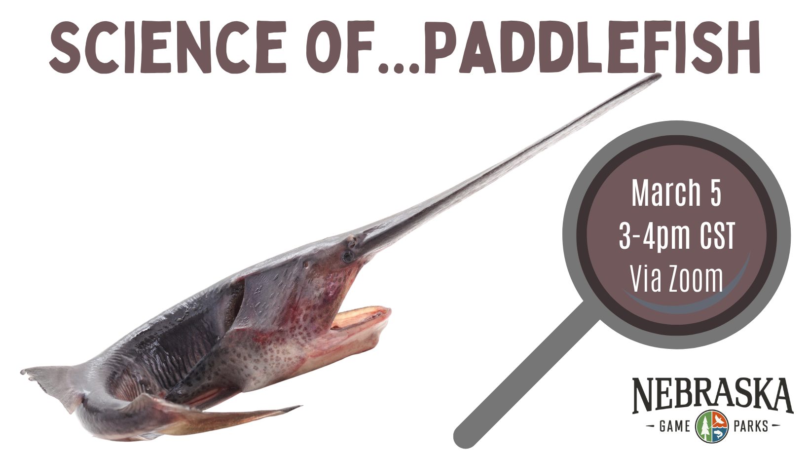 Graphic for the science of paddlefish virtual event.
