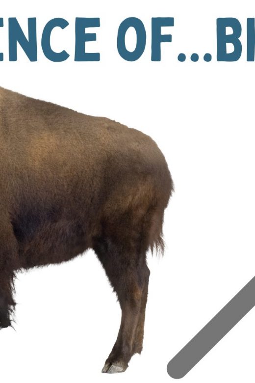 Graphic for the science of bison virtual event.