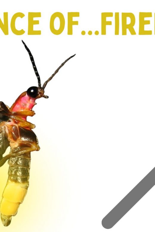 graphic for the science of fireflies event