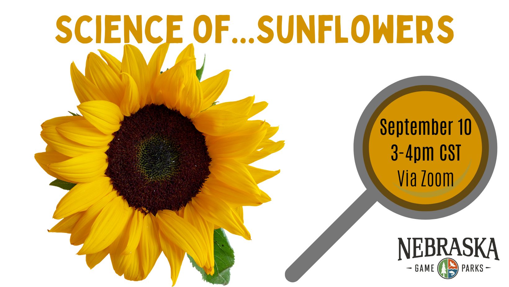 graphic for the science of sunflowers virtual event