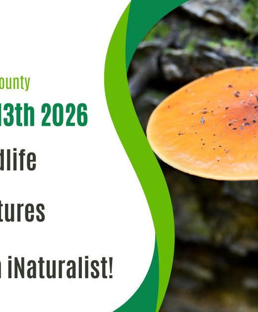 Graphic for the Nebraska City Nature challenge.