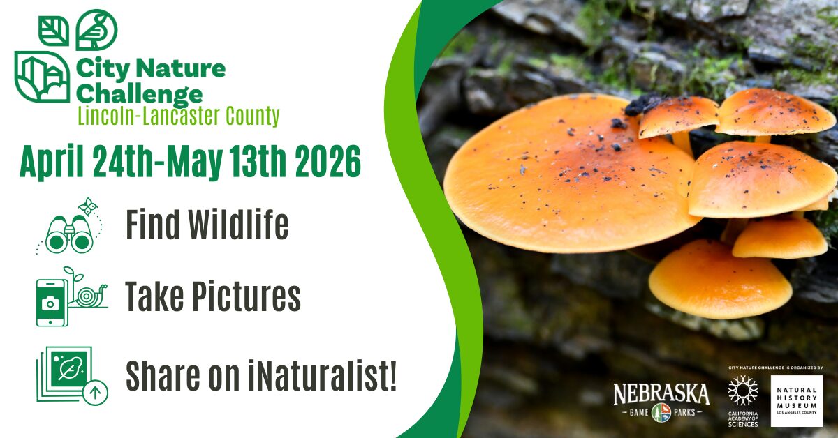 Graphic for the Nebraska City Nature challenge.