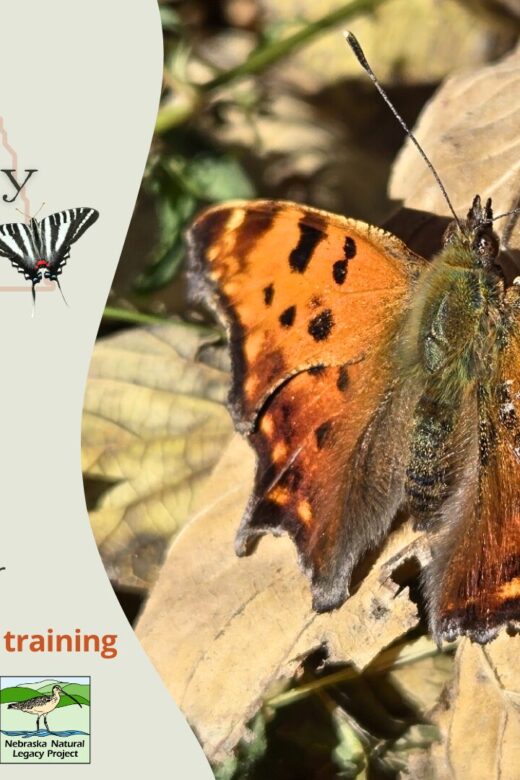 Graphic for the Nebraska Big Butterfly Count in-person training.
