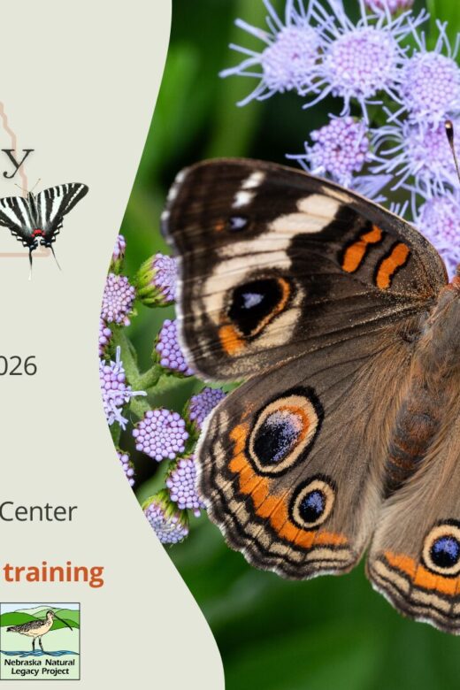 Graphic for the Nebraska Big Butterfly Count in-person training.