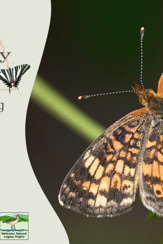 Graphic for the Nebraska Big Butterfly Count two-part workshop.