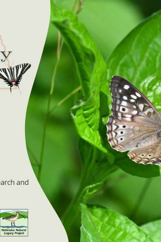 Graphic for Nebraska's Big Butterfly Count training workshops.