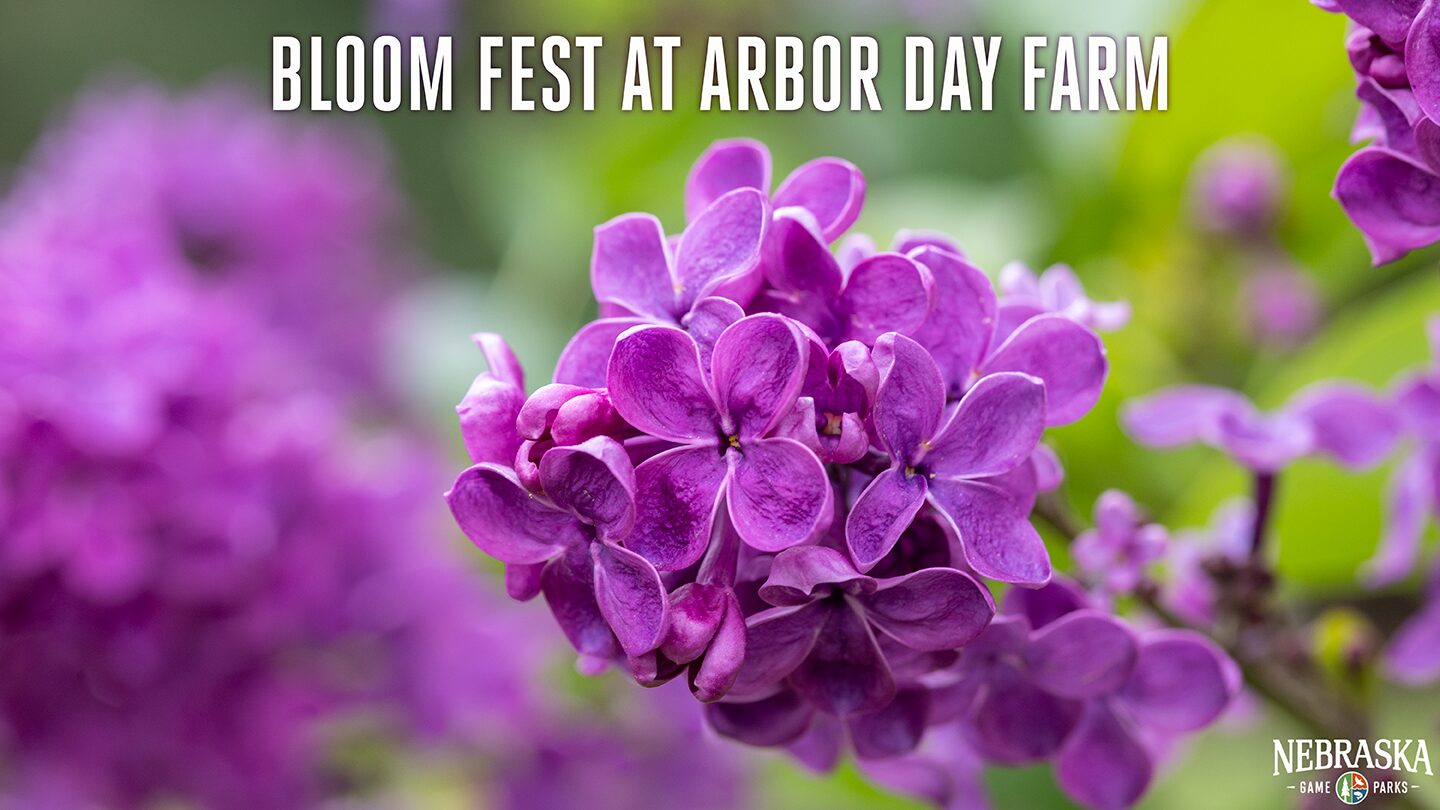 Bloom Fest at Arbor Day Farm event cover featuring a close-up of purple flowers.