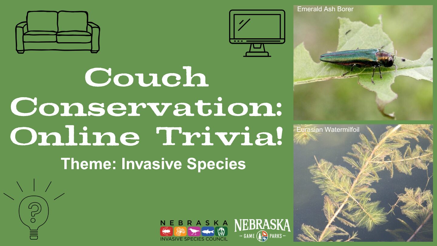 Event graphic for Couch Conservation: Online Trivia for Invasive Species.