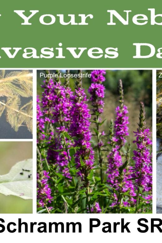 Event graphic for Know Your Invasives Day at Schramm Park.