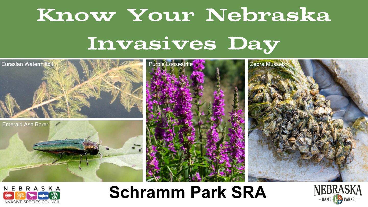 Event graphic for Know Your Invasives Day at Schramm Park.