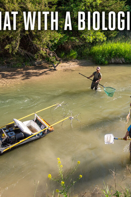 fisheries biologists working in the water. top of image says "CHAT WITH A BIOLOGIST"
