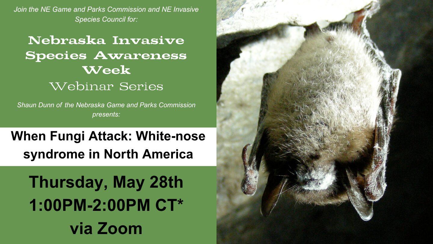 Event graphic for a webinar about White Nose Syndrome in North America.