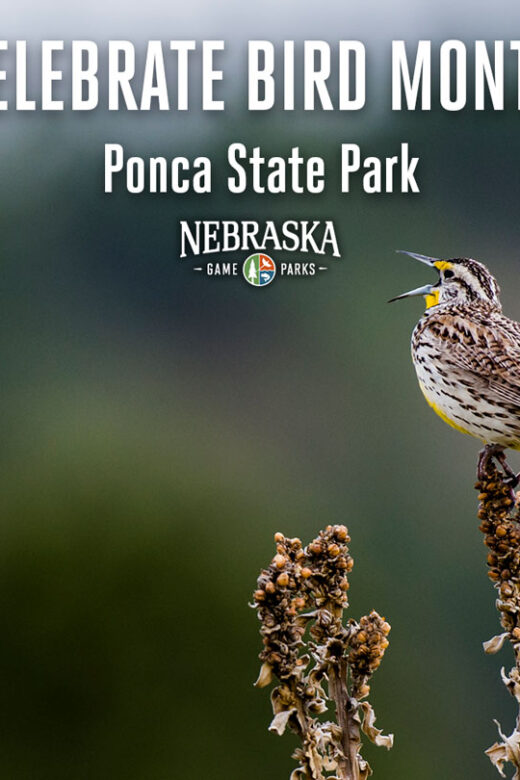 A meadowlark sings while perched on a plant.