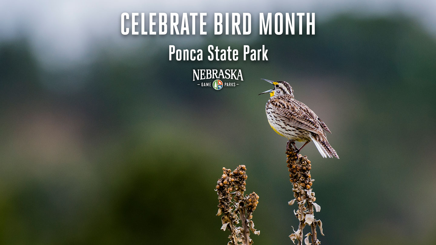 A meadowlark sings while perched on a plant.