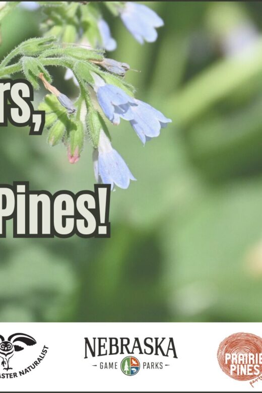 Event title Pollinators, Plants, & Prairie Pines over a photo of a bumble bee flying away from a purple flower. White banner on the bottom of image with the Nebraska Master Naturalist, Nebraska Game and Parks, and Prairie Pines Partners logos in a row.