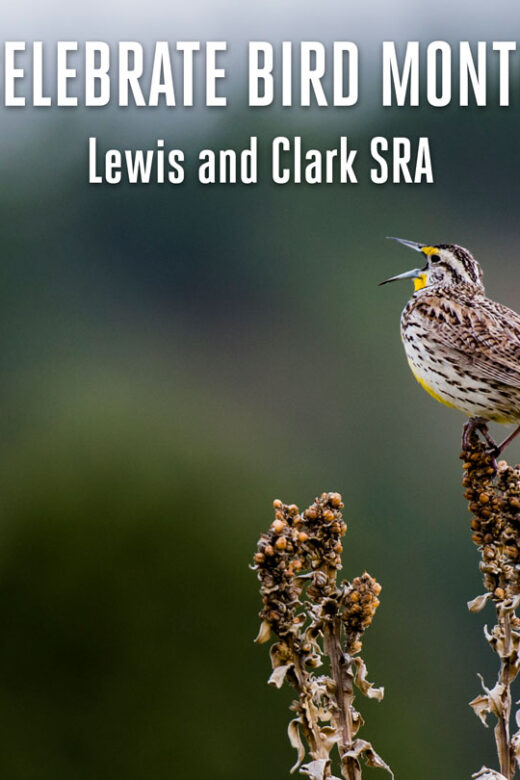 A meadowlark sings while perched on a plant.