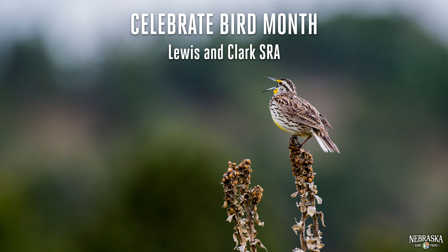A meadowlark sings while perched on a plant.