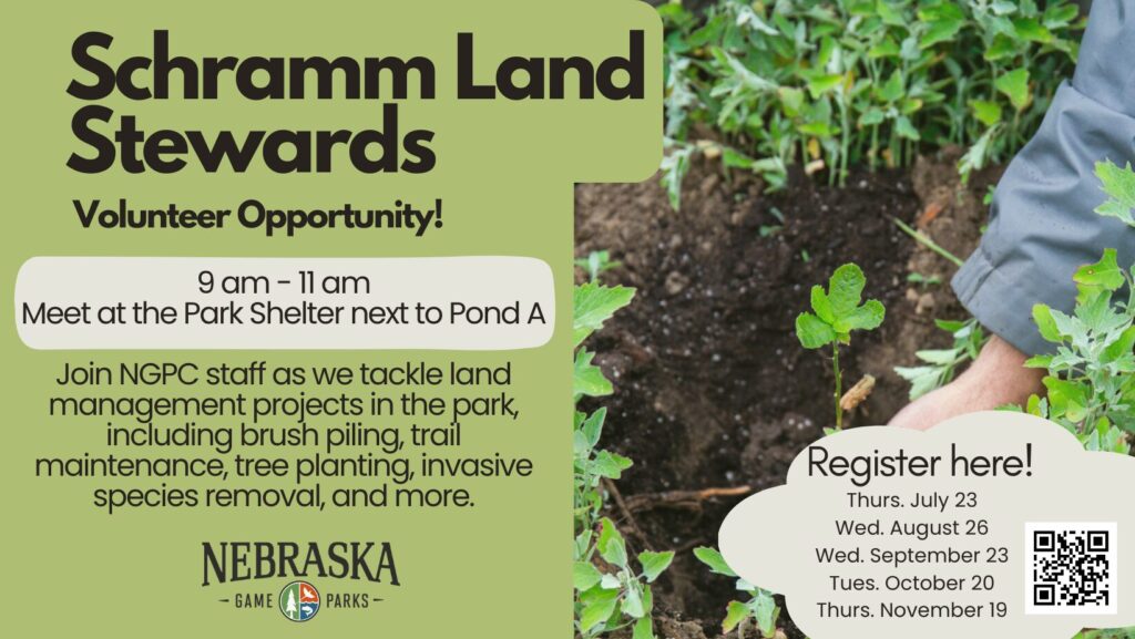 A picture of hands planting an oak tree sapling. Text reads "Schramm Land Stewards Volunteer Opportunity. 9 am to 11 am. Meet at the park shelter next to Pond A."